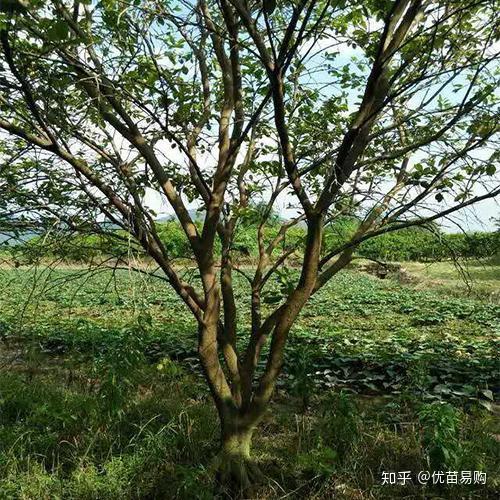 富硒水果苗木价格(最新水果苗木)-硒宝网