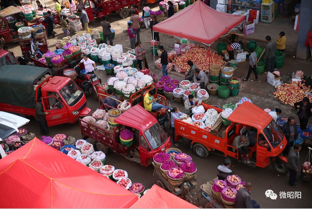 富硒水果树苗价格(水果树苗价格富硒多少)-硒宝网