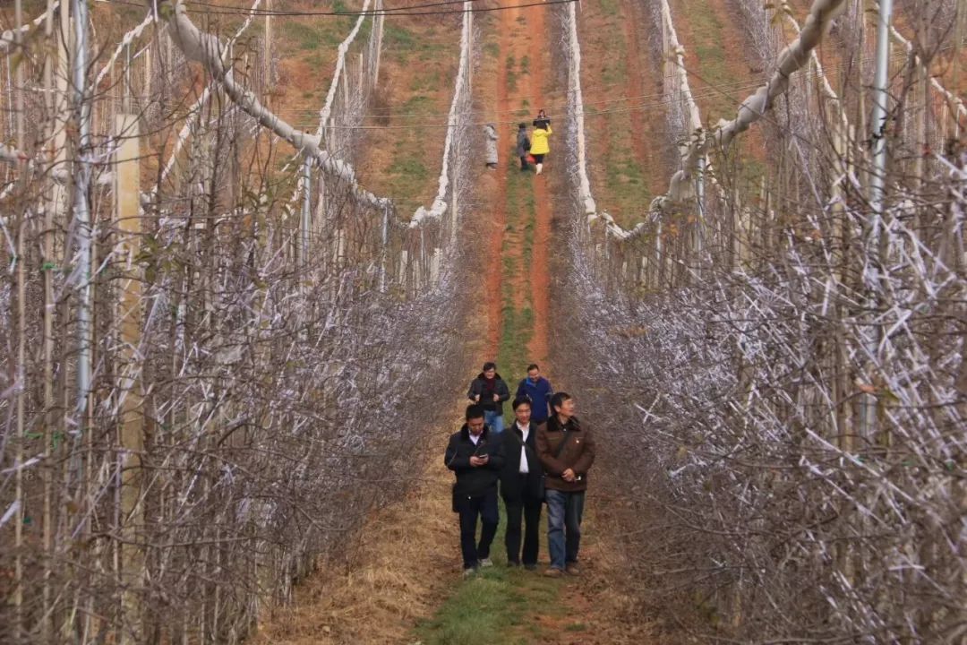 富硒水果树苗价格(水果树苗价格富硒多少)-硒宝网