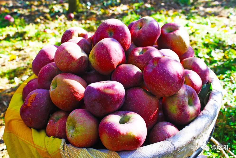 富硒水果树苗价格(水果树苗价格富硒多少)-硒宝网