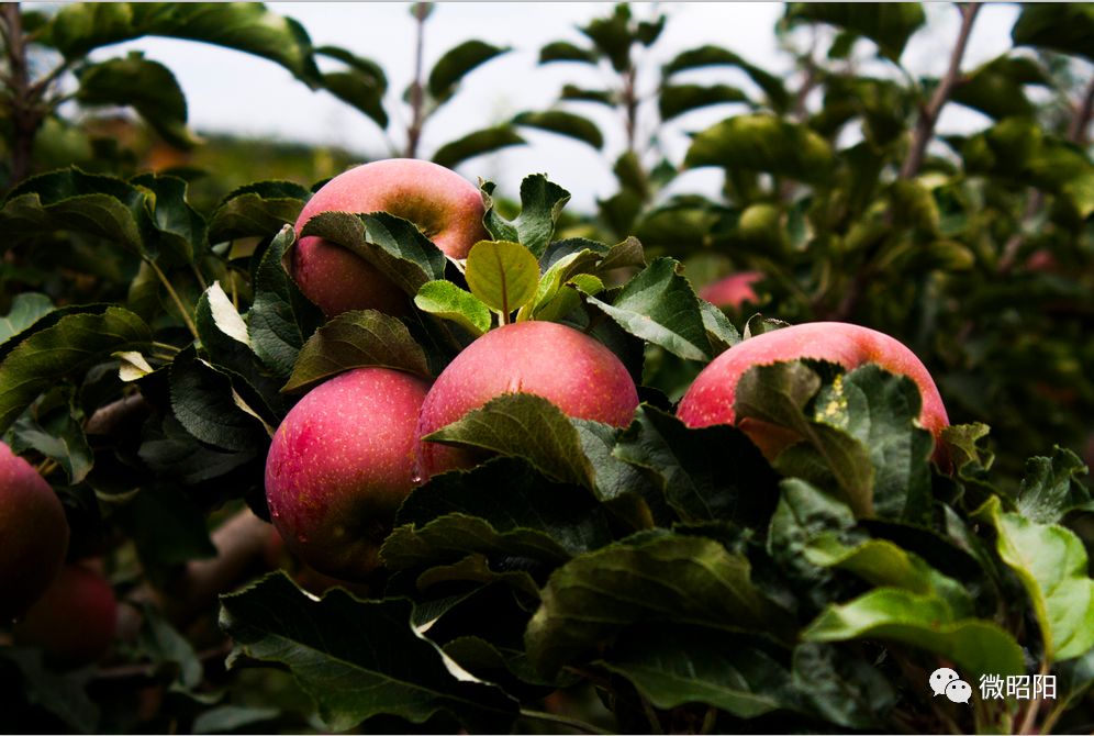 富硒水果树苗价格(水果树苗价格富硒多少)-硒宝网