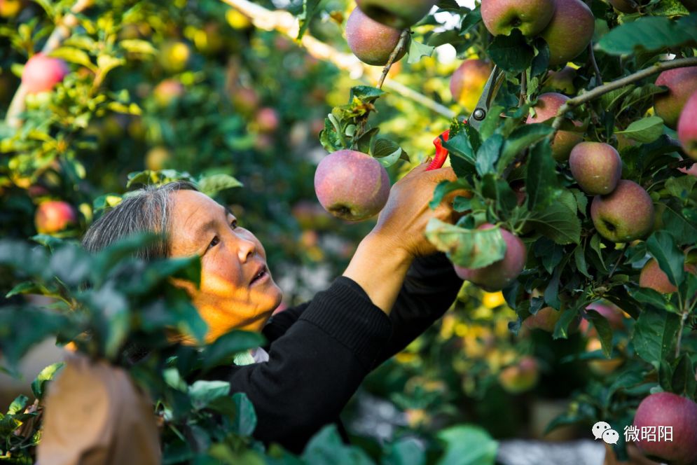 富硒水果树苗价格(水果树苗价格富硒多少)-硒宝网