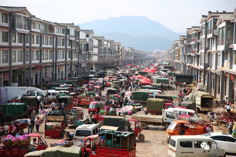 富硒水果树苗价格(水果树苗价格富硒多少)-硒宝网