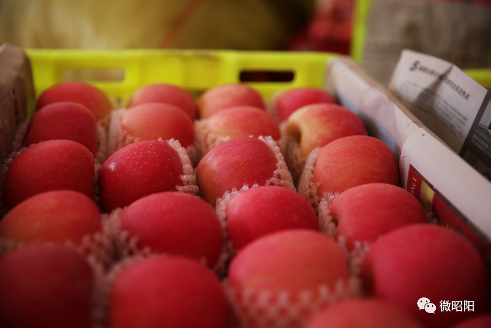 富硒水果树苗价格(水果树苗价格富硒多少)-硒宝网