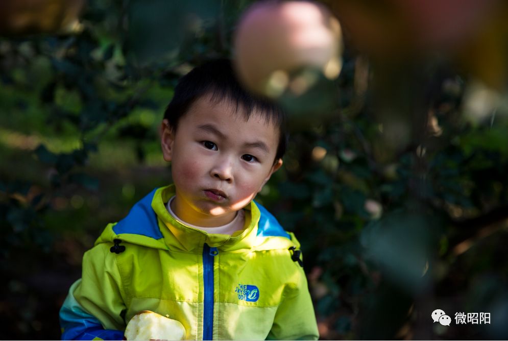 富硒水果树苗价格(水果树苗价格富硒多少)-硒宝网