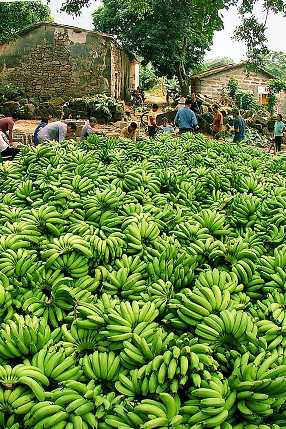 富硒水果名字大全（水果大全名字100种）-硒宝网