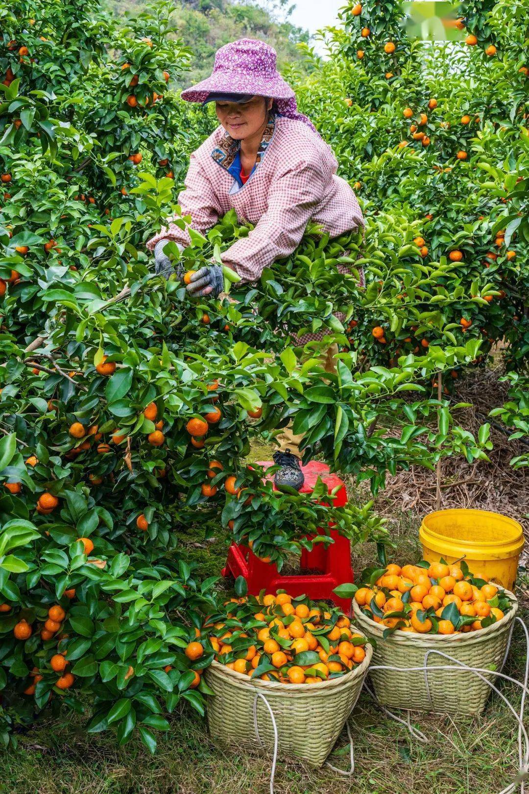 富硒水果名字大全（水果大全名字100种）-硒宝网