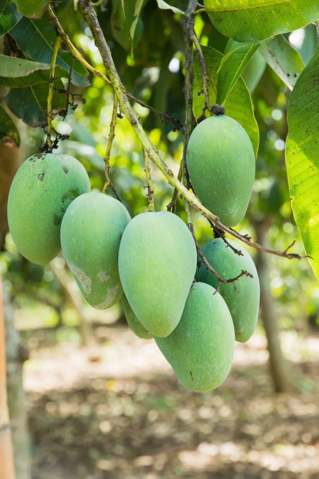 富硒水果名字大全（水果大全名字100种）-硒宝网