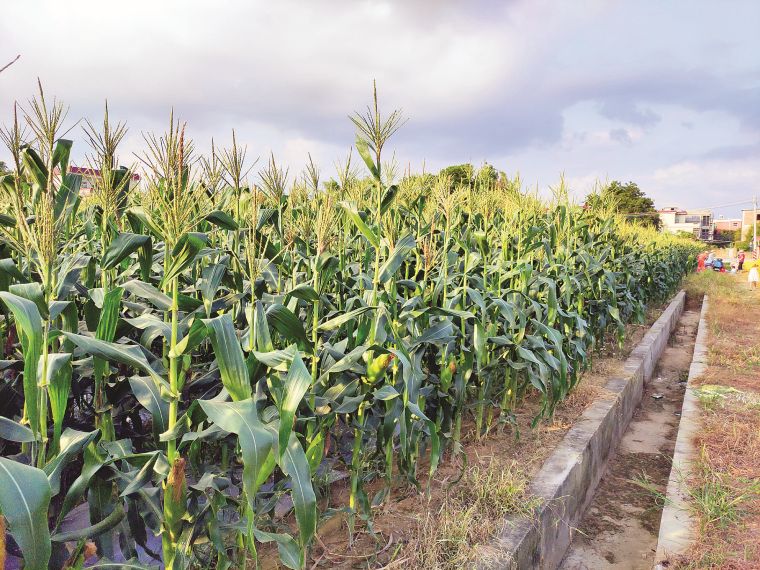 富硒高端水果基地(富硒果蔬)-硒宝网
