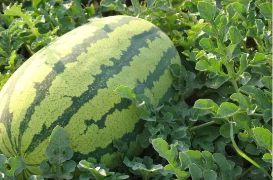 富硒水果能减肥吗(减肥水果可以吃吗)-硒宝网