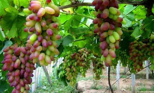 富硒水果能减肥吗(减肥水果可以吃吗)-硒宝网