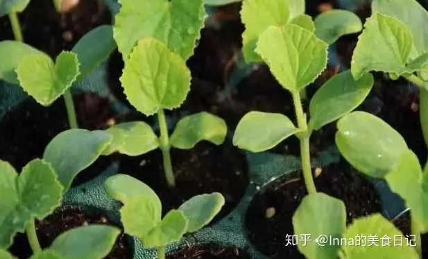 哪些水果是富硒果（富硒水果一览表）-硒宝网