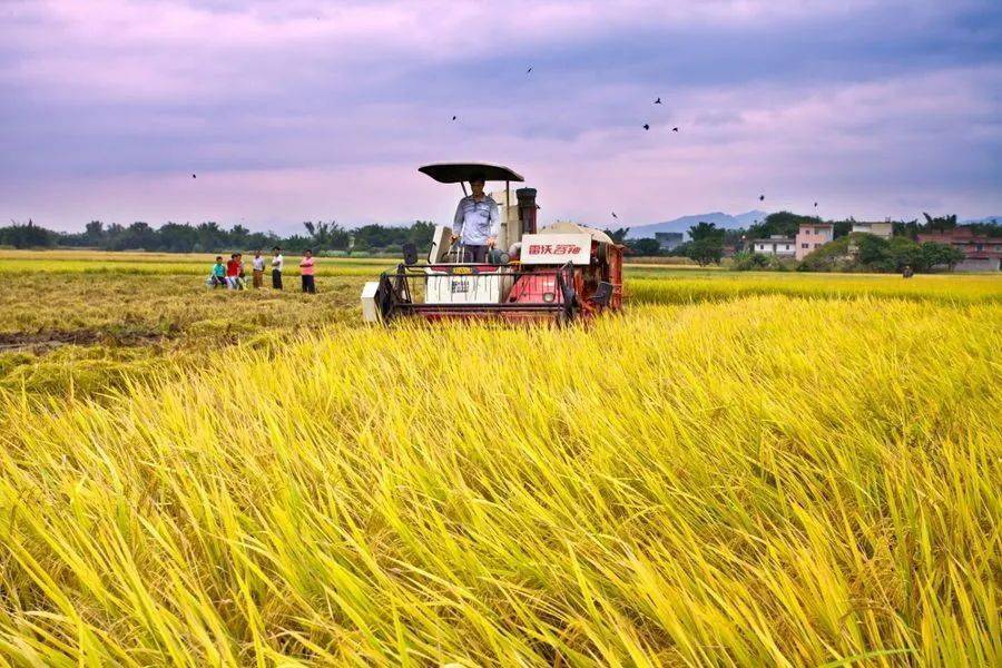 临淄富硒水果价格(淄川富硒采摘园)-硒宝网