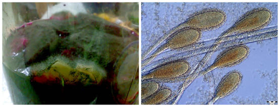 灵言富硒水果酵素（水果酵素功能）-硒宝网