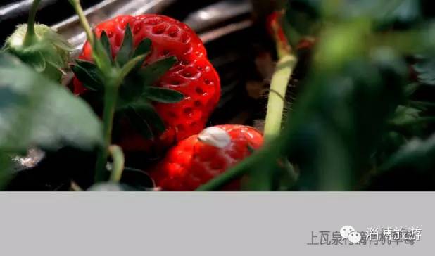 周村富硒水果采摘(淄川富硒采摘园)-硒宝网