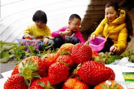 周村富硒水果采摘(淄川富硒采摘园)-硒宝网