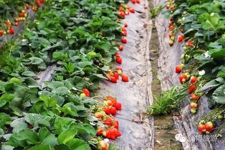 周村富硒水果采摘(淄川富硒采摘园)-硒宝网