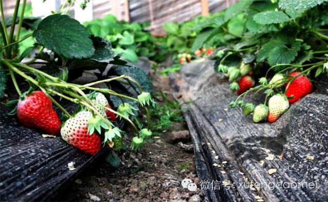 周村富硒水果采摘(淄川富硒采摘园)-硒宝网
