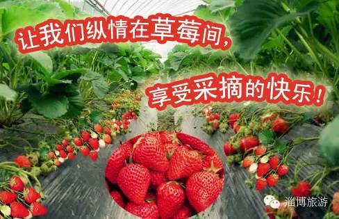 周村富硒水果采摘(淄川富硒采摘园)-硒宝网