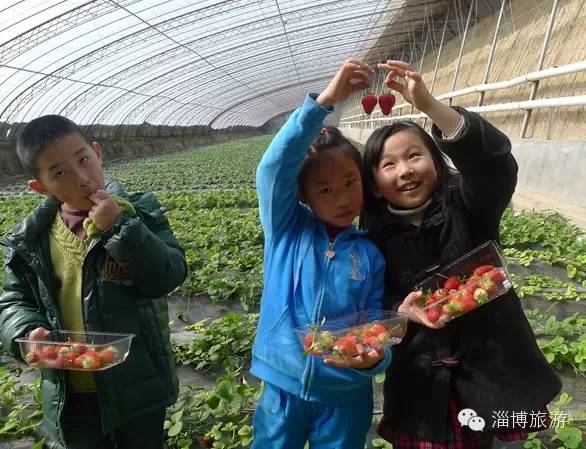 周村富硒水果采摘(淄川富硒采摘园)-硒宝网