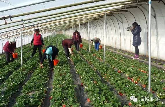 周村富硒水果采摘(淄川富硒采摘园)-硒宝网