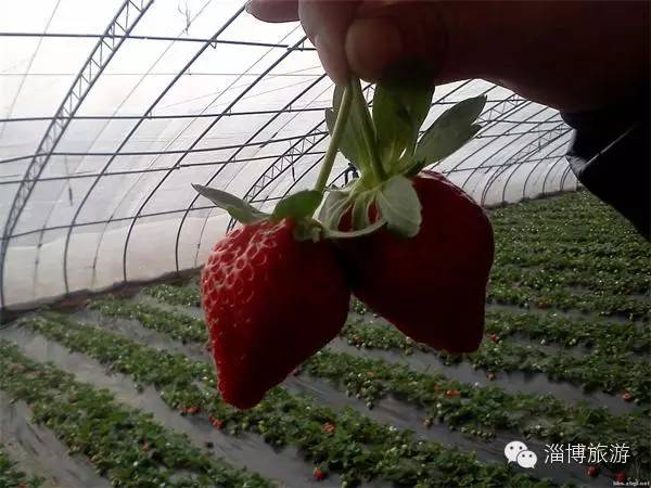 周村富硒水果采摘(淄川富硒采摘园)-硒宝网