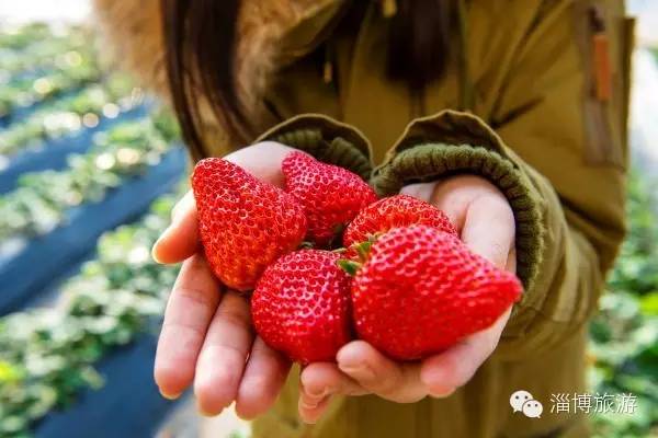 周村富硒水果采摘(淄川富硒采摘园)-硒宝网