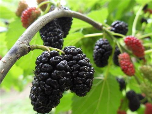 如何种出富硒水果(富硒水果种植技术)-硒宝网