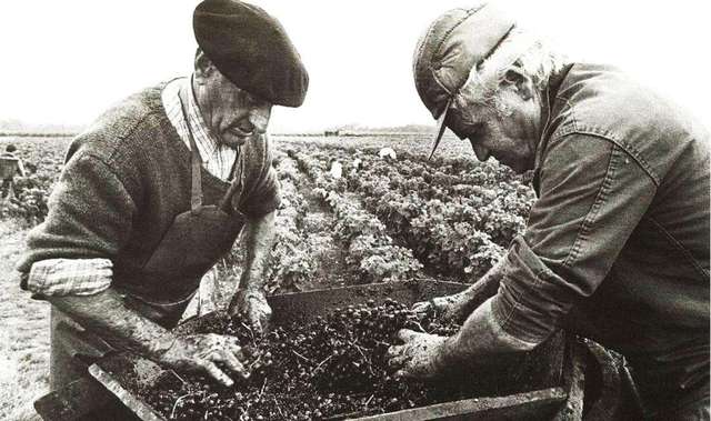 富硒的水果酒价格（水果酒厂家）-硒宝网