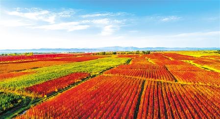 四川富硒水果种植(四川富硒地区)-硒宝网