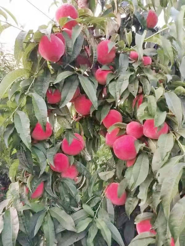 博山富硒水果树苗(富硒水果种植技术)-硒宝网