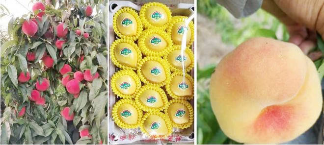 博山富硒水果树苗(富硒水果种植技术)-硒宝网