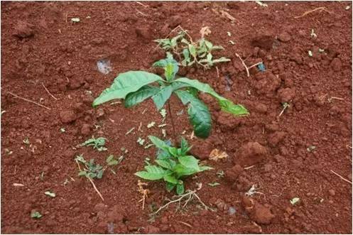 富硒水果是哪几种（富硒对水果的作用如何）-硒宝网