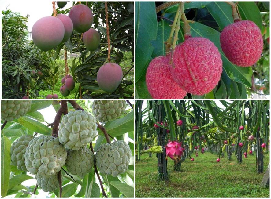 富硒水果是哪几种（富硒对水果的作用如何）-硒宝网