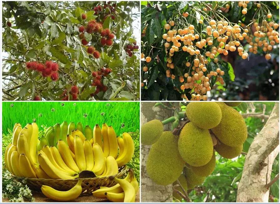 富硒水果是哪几种（富硒对水果的作用如何）-硒宝网