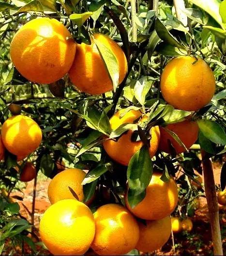 富硒水果是哪几种（富硒对水果的作用如何）-硒宝网