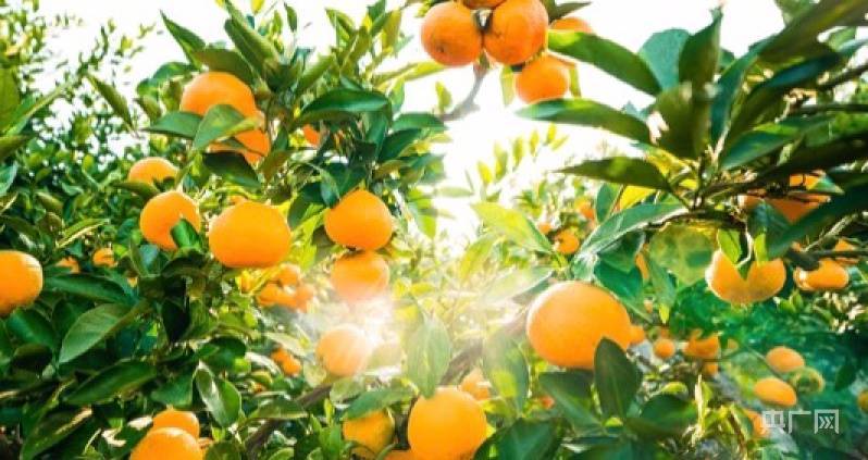 一种水果叫富硒果(水果果种叫富硒什么)-硒宝网