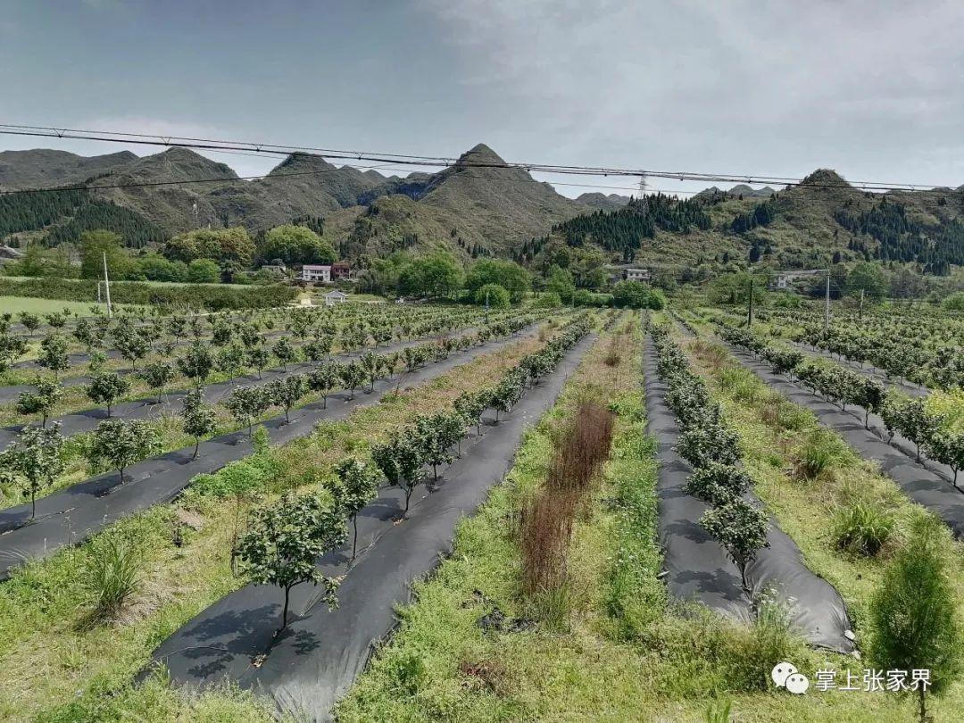 富硒水果生产厂家（富硒水果前十名）-硒宝网