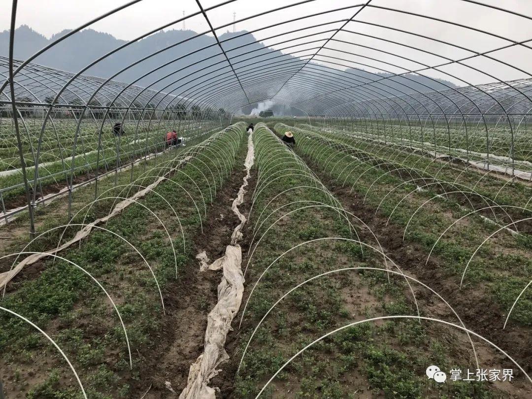 富硒水果生产厂家（富硒水果前十名）-硒宝网