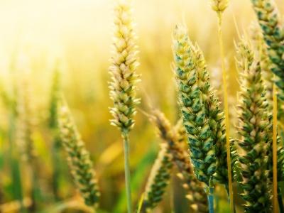 硒的产品有颜色吗(硒颜色)-硒宝网