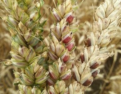 硒的产品有颜色吗(硒颜色)-硒宝网