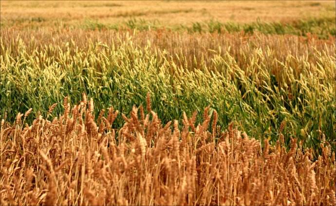 硒的产品有颜色吗(硒颜色)-硒宝网