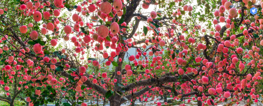 大足区硒锶农产品(重庆大足锶矿开发有限公司)-硒宝网