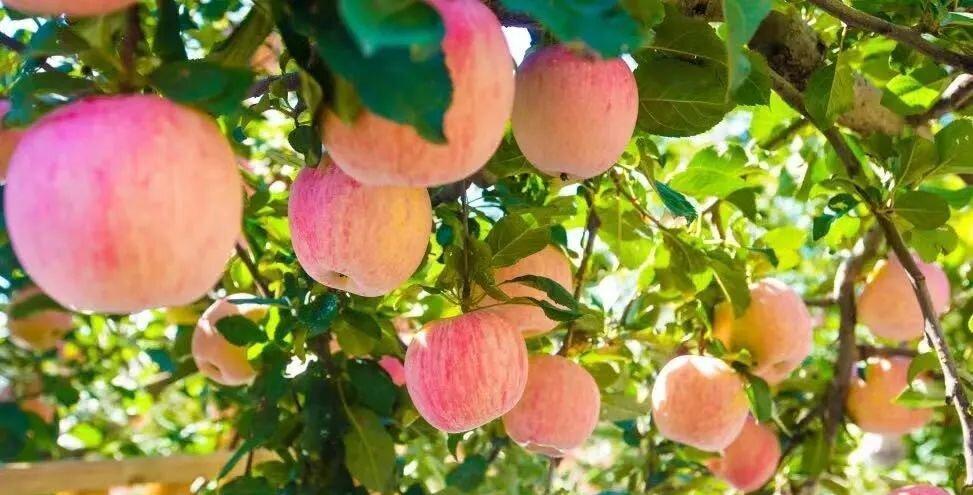 大足区硒锶农产品(重庆大足锶矿开发有限公司)-硒宝网