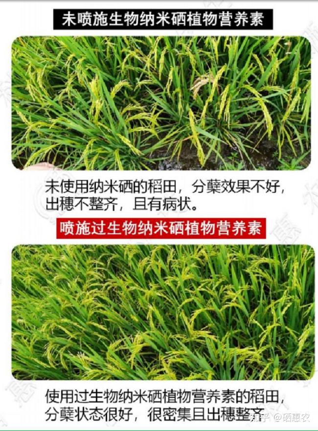 硒产品研发有哪些(研发产品硒有哪些作用)-硒宝网