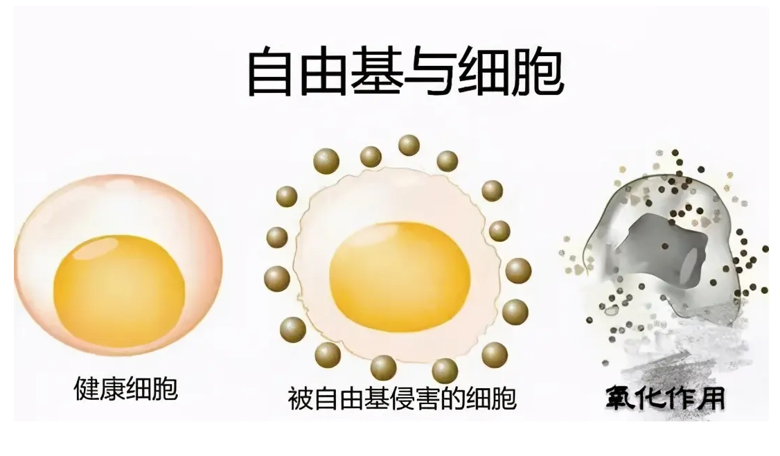 含硒产品 0效果(富含硒的产品)-硒宝网