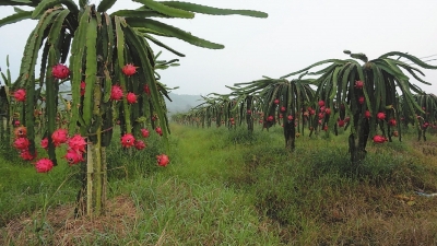 满福硒农产品产品(海福硒多糖)-硒宝网