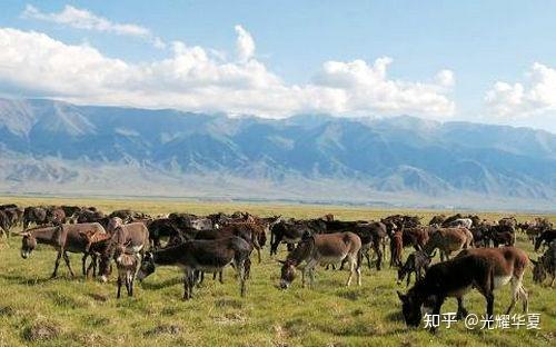 什么产品硒含量大(硒含量高的食物排名列表)-硒宝网