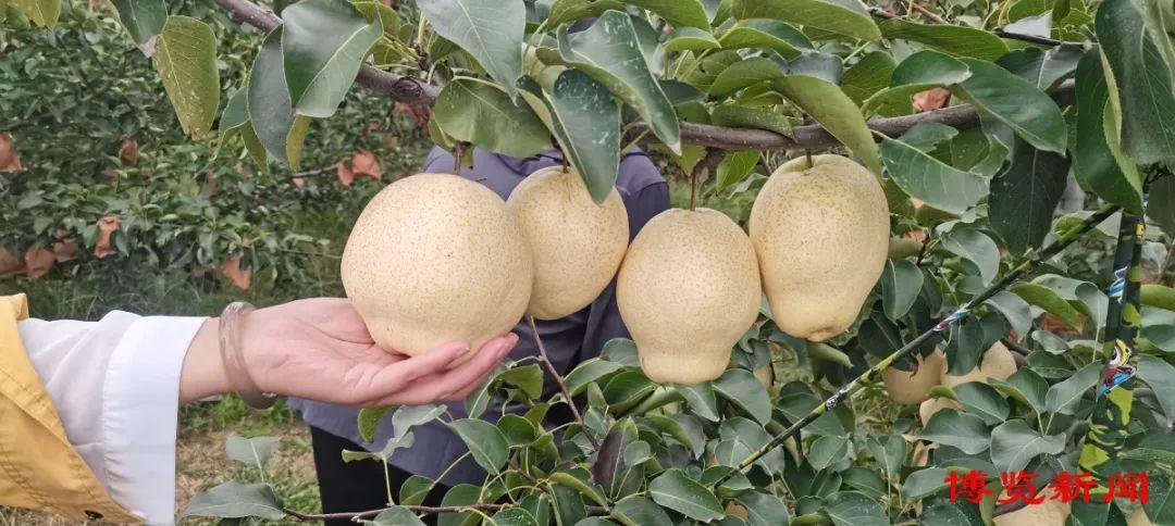 山东富硒产品协会(山东富硒农产品协会)-硒宝网