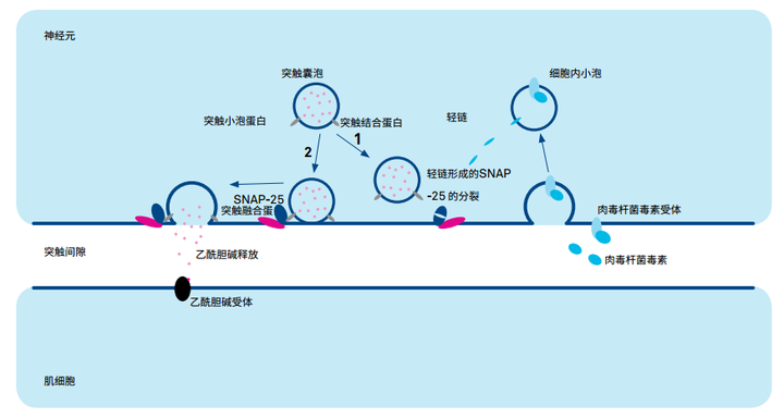 硒多肽是什么产品(硒多肽1号是什么保健品)-硒宝网